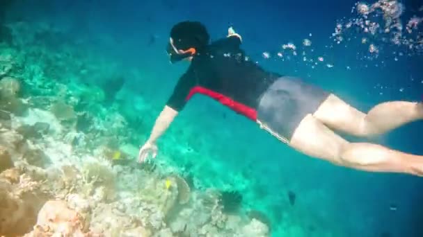 Snorkeler diving swimming under water — Stock Video