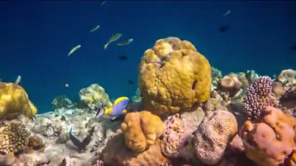 Korallenriff — Stockvideo