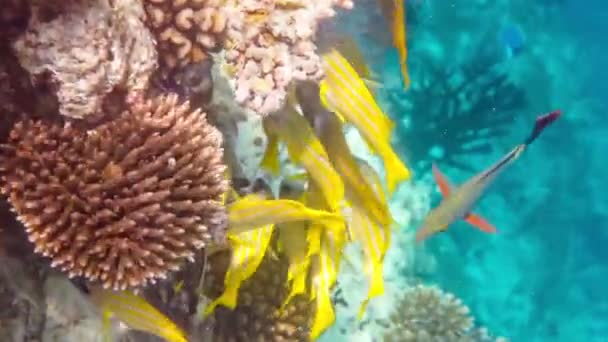 Korálový útes — Stock video