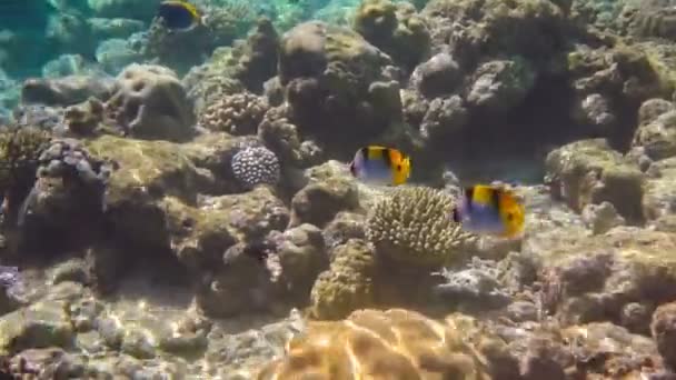 Riutta erilaisia kovia ja pehmeitä koralleja ja trooppisia kaloja — kuvapankkivideo