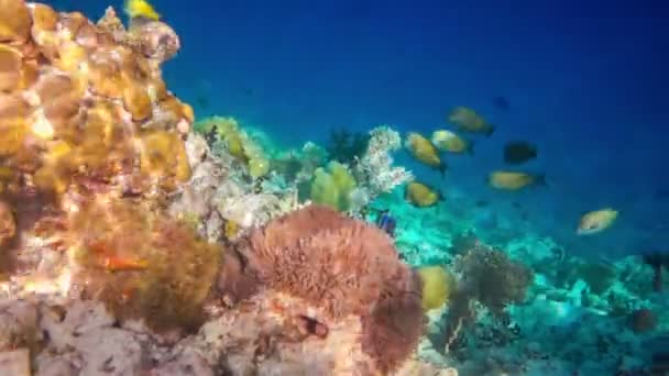 Pesci tropicali di acqua salata — Video Stock
