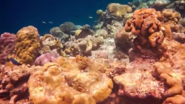 Coral reef — Stock Video