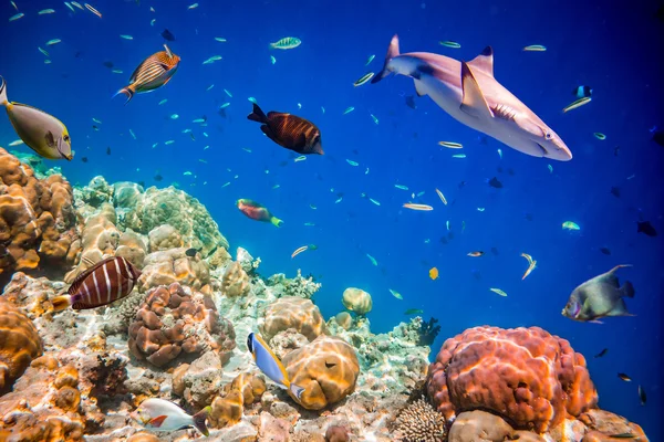 Tropical Coral Reef. — Stock Photo, Image