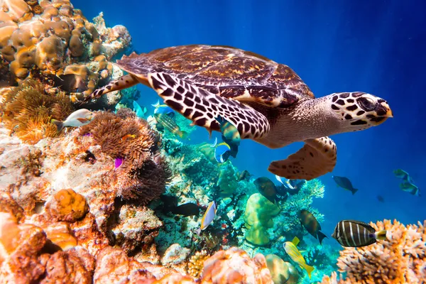 Hawksbill Turtle - Eretmochelys imbricata — Stock Photo, Image