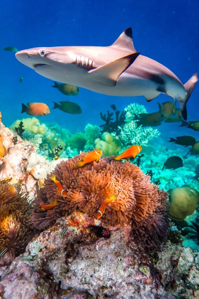 Barriera corallina tropicale. — Foto Stock