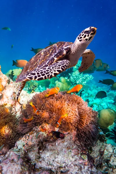 Carey tortuga - Eretmochelys imbricata — Foto de Stock