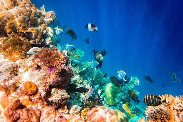 Tropical Coral Reef. — Stock Photo, Image