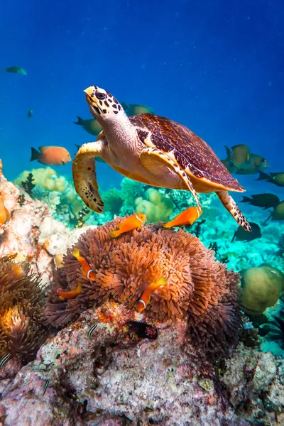 Carey tortuga - Eretmochelys imbricata — Foto de Stock