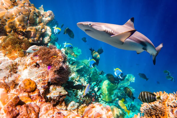 Tropical Coral Reef. — Stock Photo, Image