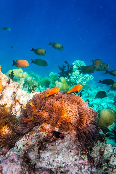 Anemonefish — Stock fotografie