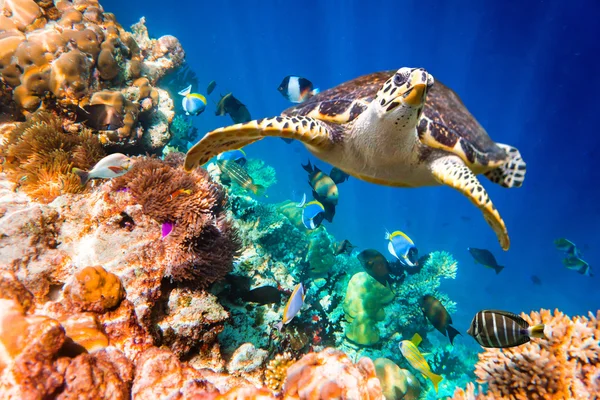 Želva Hawksbill - Eretmochelys imbricata — Stock fotografie