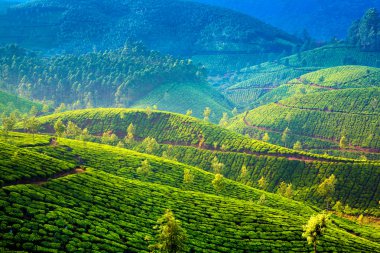 Hindistan 'da çay tarlaları