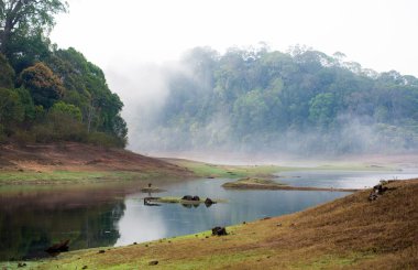 India Kumily, Kerala, India - National park Periyar Wildlife San clipart