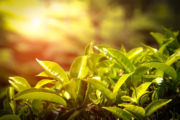 Cierre de hojas de té. Plantaciones de té en India — Foto de Stock