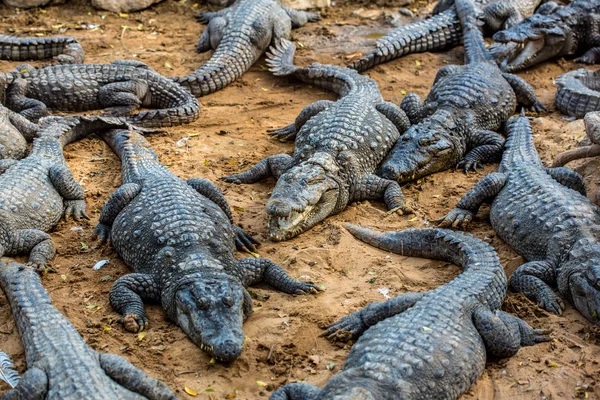 Krokodil alligator — Stockfoto