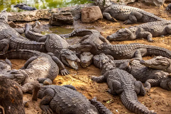 Krokodilalligator — Stockfoto