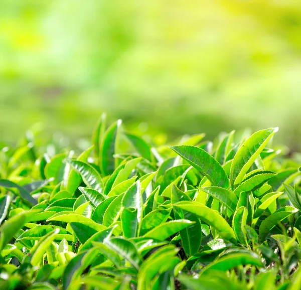 Cierre de hojas de té. Plantaciones de té en India —  Fotos de Stock