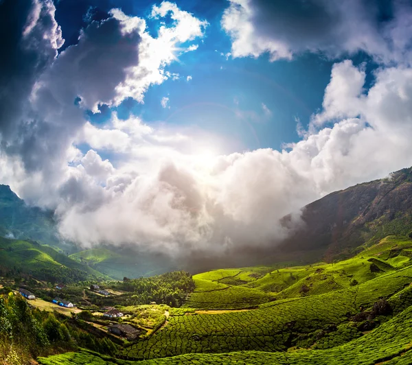 Teeplantagen in Indien — Stockfoto