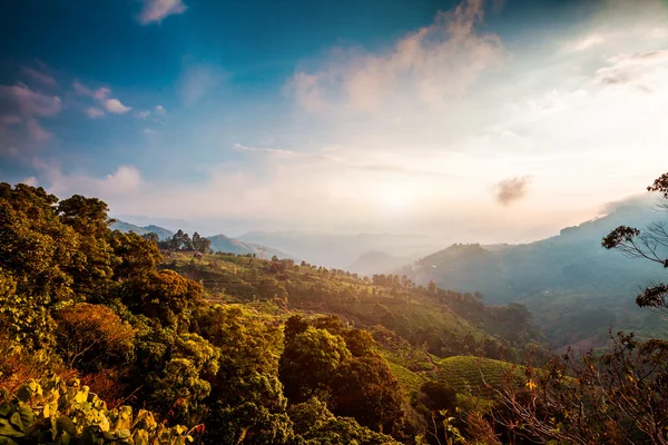 Plantações de chá em Índia — Fotografia de Stock