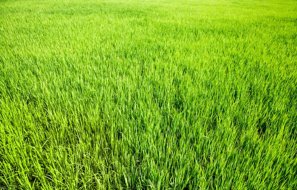 Grass background — Stock Photo, Image