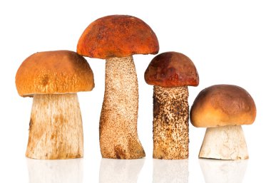 Orange-cap Boletus and porcini mushroom clipart
