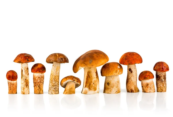 Orange-cap Boletus and porcini mushroom — Stock Photo, Image