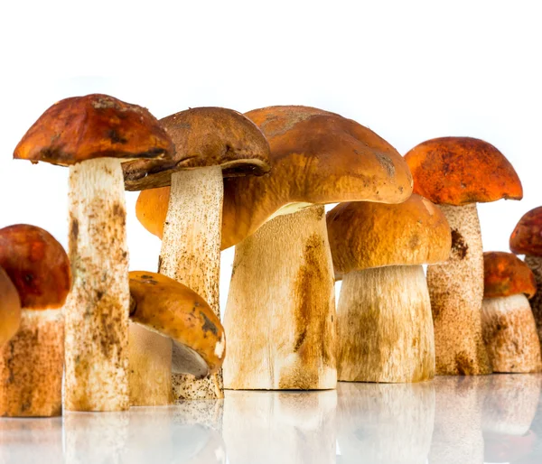 Oranje-cap boletus en porcini paddestoel — Stockfoto