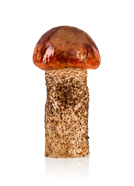 Turuncu-cap boletus mantar — Stok fotoğraf