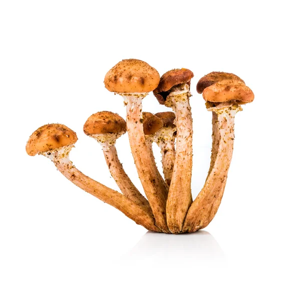 Mushroom a honey agaric — Stock Image Mushroom a honey agaric Stock Photo