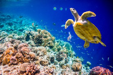 Hawksbill kaplumbağa - Eretmochelys Imbricata