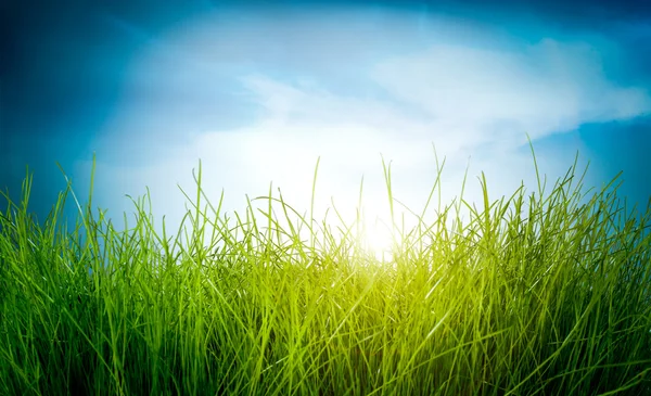 Voorjaar groen gras — Stockfoto