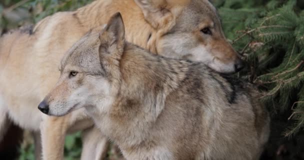 Wolf Canis Lupus Også Kjent Som Den Grå Ulven Det – stockvideo