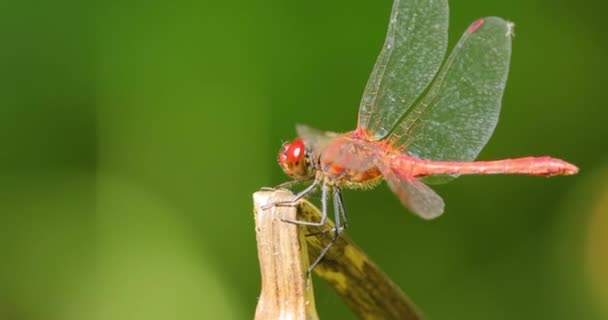 Scarlet Dragonfly Crocothemis Erythraea Είναι Ένα Είδος Λιβελούλας Της Οικογένειας — Αρχείο Βίντεο