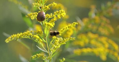 Shaggy Bumblebee bitkinin sarı çiçeğinden nektar topluyor.