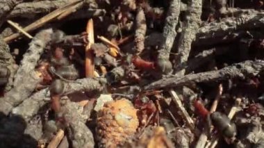 Ormandaki vahşi karınca tepesi Süper makro yakın çekim