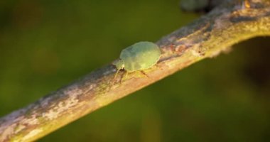 Orman yeşil kalkan böceği (Palomena prasina), Avrupa 'nın çoğu bölgesinde bulunan bir kalkan böcek türüdür. Ormanlarda, ormanlarda, meyve bahçelerinde ve bahçelerde yaşar.