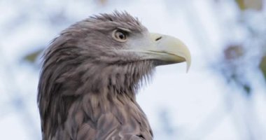 Beyaz kuyruklu kartal (
