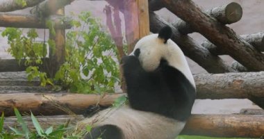 Dev panda (Ailuropoda melanoleuca), Çin 'in güneyinde yaşayan bir ayıdır..