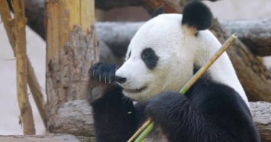 Dev panda (Ailuropoda melanoleuca), Çin 'in güneyinde yaşayan bir ayıdır..