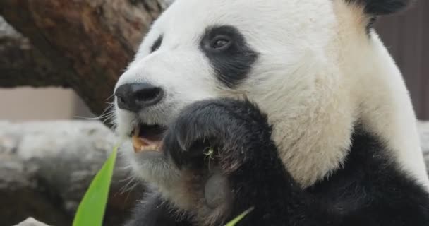 Giant Panda Ailuropoda Melanoleuca Også Kendt Som Panda Bjørn Eller – Stock-video