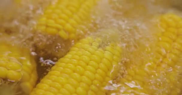 Sıcak Suda Mısır Koçanları Mısır Buğday Pirincin Toplam Üretimiyle Dünyanın — Stok video