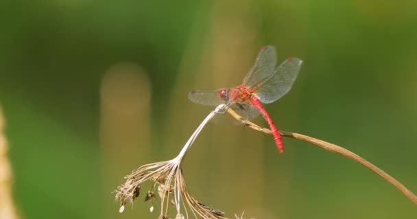 Scarlet Dragonfly Crocothemis Erythraea Art Trollslända Familjen Libellulidae Dess Vanliga — Stockvideo