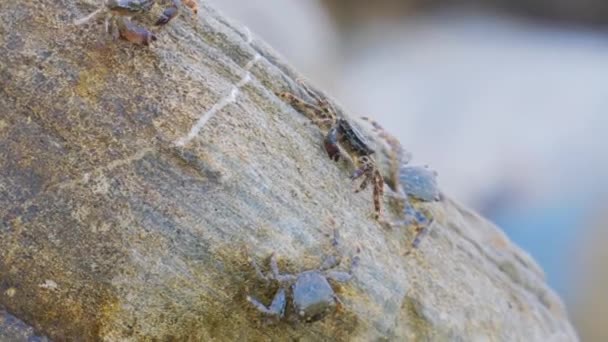 Pachygrapsus Marmoratus Ist Eine Krabbenart Die Manchmal Als Marmorierte Steinkrabbe — Stockvideo