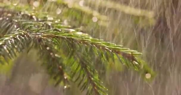 晴天下雨 在常绿云杉枝干的背景下对雨水进行的特写 — 图库视频影像