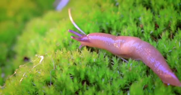 Schnecke Kriecht Langsam Auf Dem Grünen Gras Schnecke Ist Ein — Stockvideo