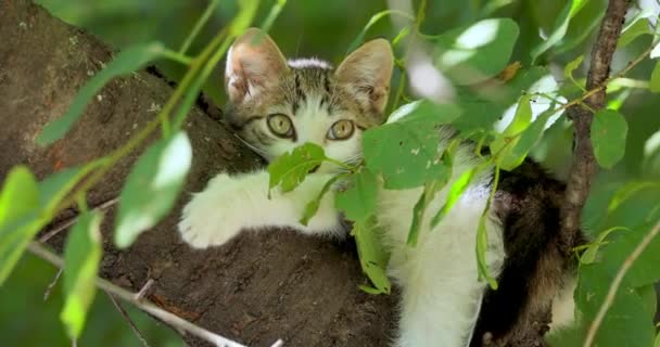 把小猫放在树枝上 流浪猫是一种居无定所的家猫 它生活在户外 避免与人接触 它不允许自己被驯服或接触 也不会被人类接触到 — 图库视频影像