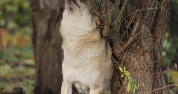 Canis Lupus 也被称为灰狼 是犬科现存最大的成员 狼是狗家族中最大的野生成员 — 图库视频影像