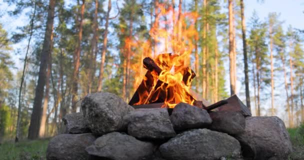 Kampvuur Verbranden Het Bos — Stockvideo