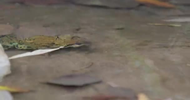 Grenouille Commune Eau Peu Profonde Rana Temporaria Temporaria Est Une — Video