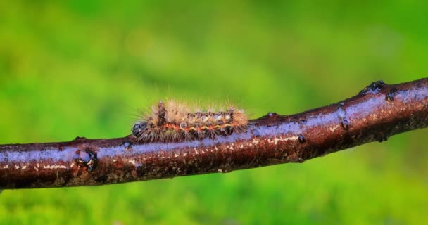 Sarı Kuyruk Güvesi Euproctis Similis Erebidae Familyasından Bir Tırtıldır Tırtıl — Stok video